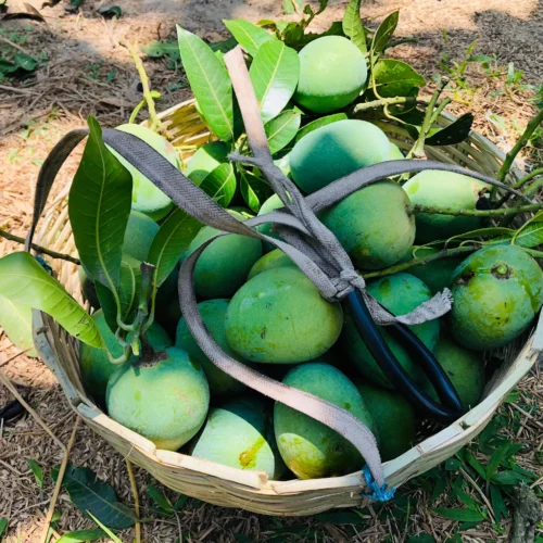 mango